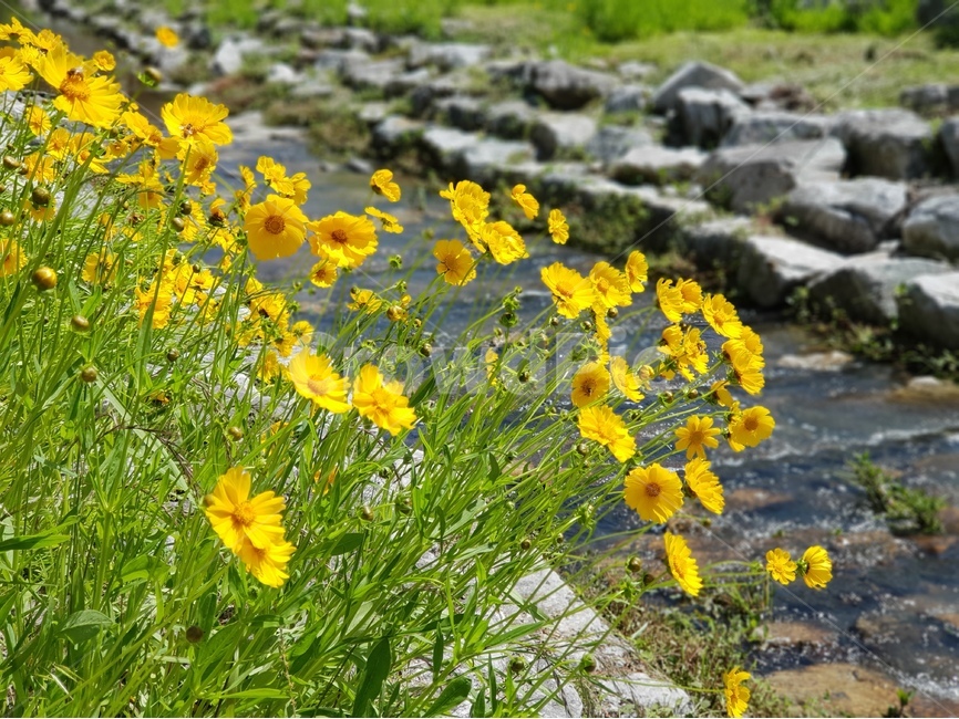 금계국,노랑,봄,풍경,맑음,봄,계절,spring,season,식물,자연,plants,nature,꽃,flower,plant,outdoors,옥외