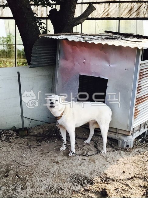 시골집,시골,백구,강아지,개,큰개,월월,진돗개,잡종