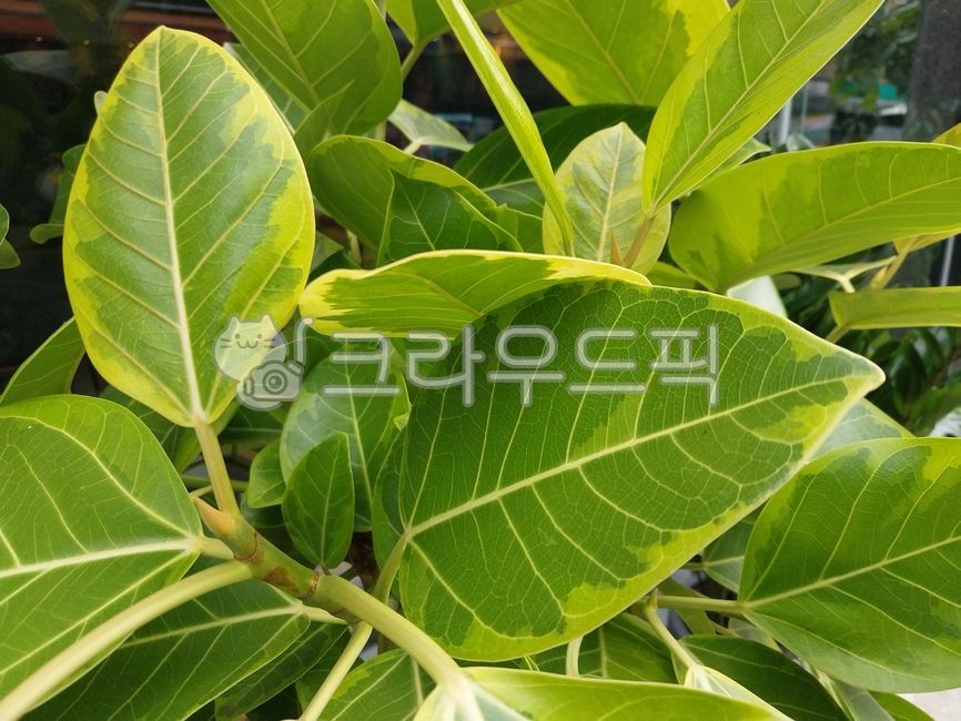 tree,rubber tree,banyantree,eastindianfigtree,rubber tree,air purifying plant,banyan tree,rubber tree,ficusbenghalensis,banyan,banyanfig