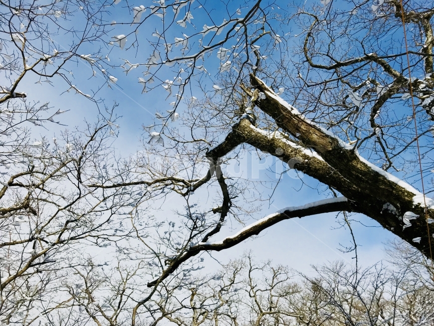 제주도,한라산,자연풍경,겨울,겨울산,겨울,계절,winter,season,식물,자연,plants,nature,나무,trees,wood