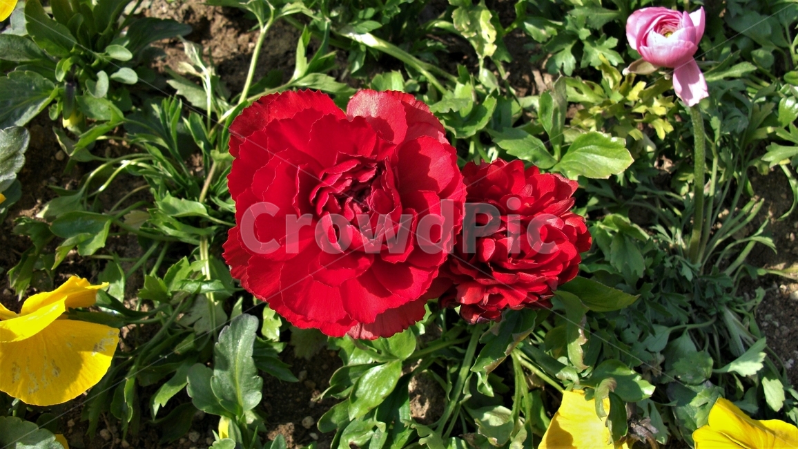 꽃,자연,식물,꽃잎,암술,수술,봄,spring,nature,bloom,petal,floral,scent,붉은색,pink,red,beautiful,plant,flower,식물,자연,plants,nature,꽃,flower