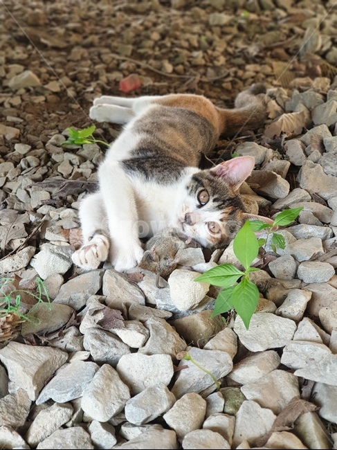 고양이,cat,길고양이,쥐,혐오,동물,animal,포유류,mammal,고양이,cat,kitten,kitty