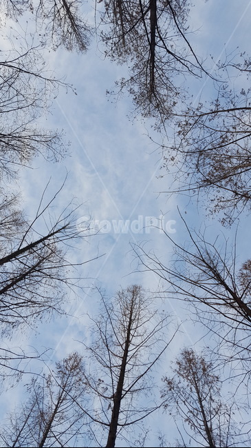 숲,하늘,힐링,편안함,구름,자연,풍경,nature,landscape,tree,나무,plant,식물