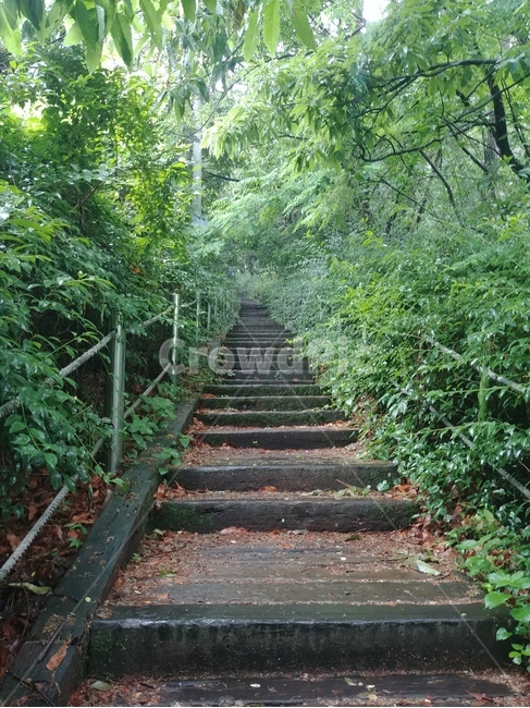 길,숲,계단,산책로,오르막길,풍경,자연,나무