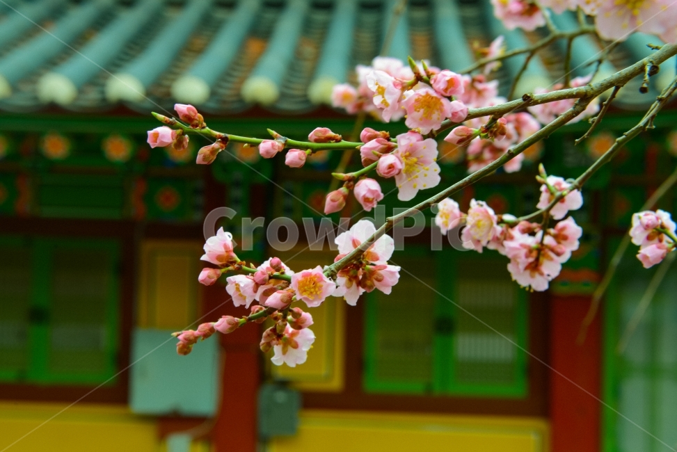 고불매,매화,백양사,매화꽃,꽃,절개,향기,봄,계절,spring,season,한국전통,한국문화,korean traditional,korean culture,식물,자연,plants,nature,꽃,flower,plant