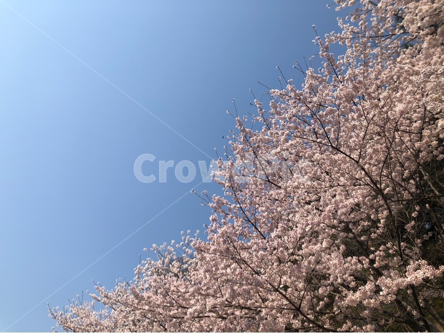 벚꽃,봄,벚꽃사진,봄꽃사진,연세대,자연,풍경,nature,landscape,한국자연풍경,한국자연경관,korea nature landscape,식물,plants,꽃,flower,plant,blossom,cherry blossom