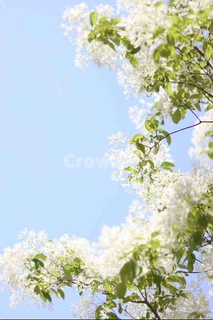 이팝나무꽃,흰색,봄,파랑하늘,맑음,식물,자연,plants,nature,꽃,flower