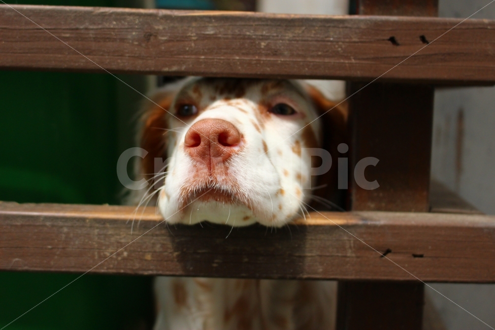 강아지,개,애완동물,반려견,펫,동물,animal,개,강아지,dog,doggy,포유류,mammal