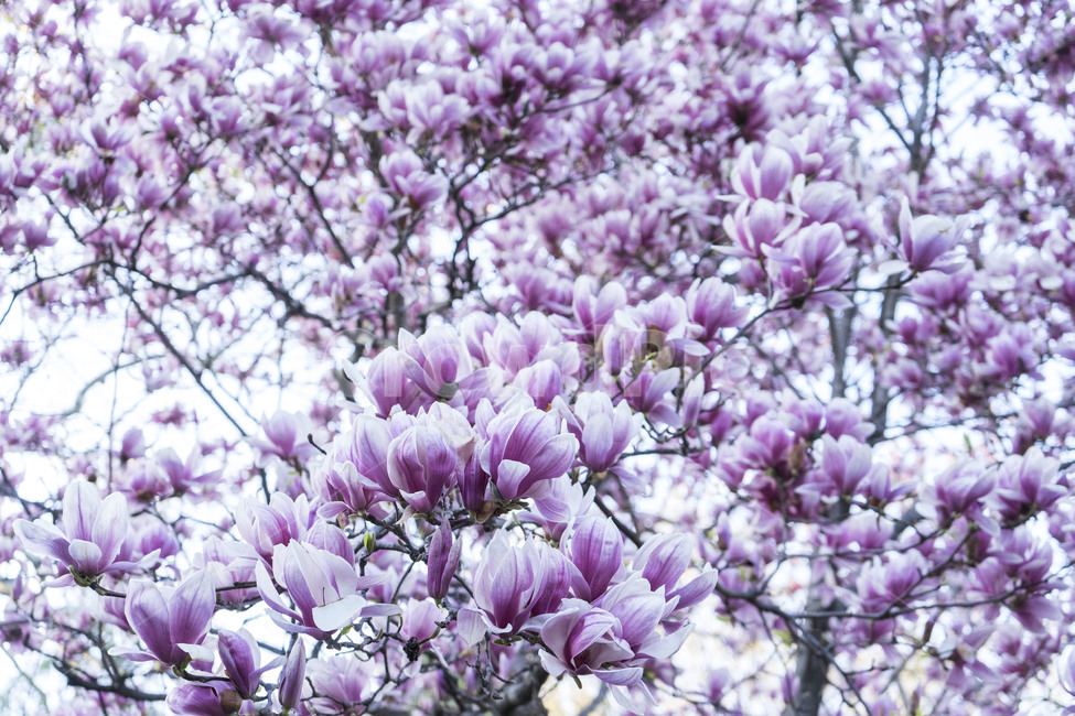 plant,blossom,식물,cherryblossom,flower,꽃,벚꽃,목련,나무,봄,핑크,분홍,magnolia,tree,spring,pink,white