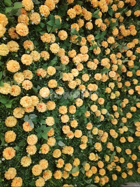 꽃,flower,식물,plant,달리아,꽃,flower