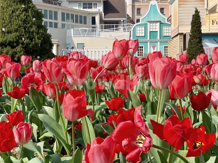 튤립,tulip,꽃,봄,나들이,꽃구경,소풍,spring,picnic,flower,blossom,plant,식물,잎,leaf,outdoors,옥외,집,house,home,가든,가드닝,garden,gardening,정원