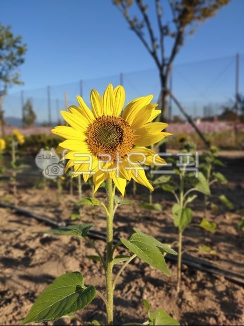 해바라기,꽃,노란꽃,정원,해바라기꽃