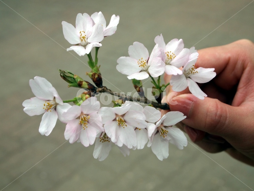벚꽃과손,벚꽃,예쁜꽃,분홍꽂,벚꽂나무,꽃,flower