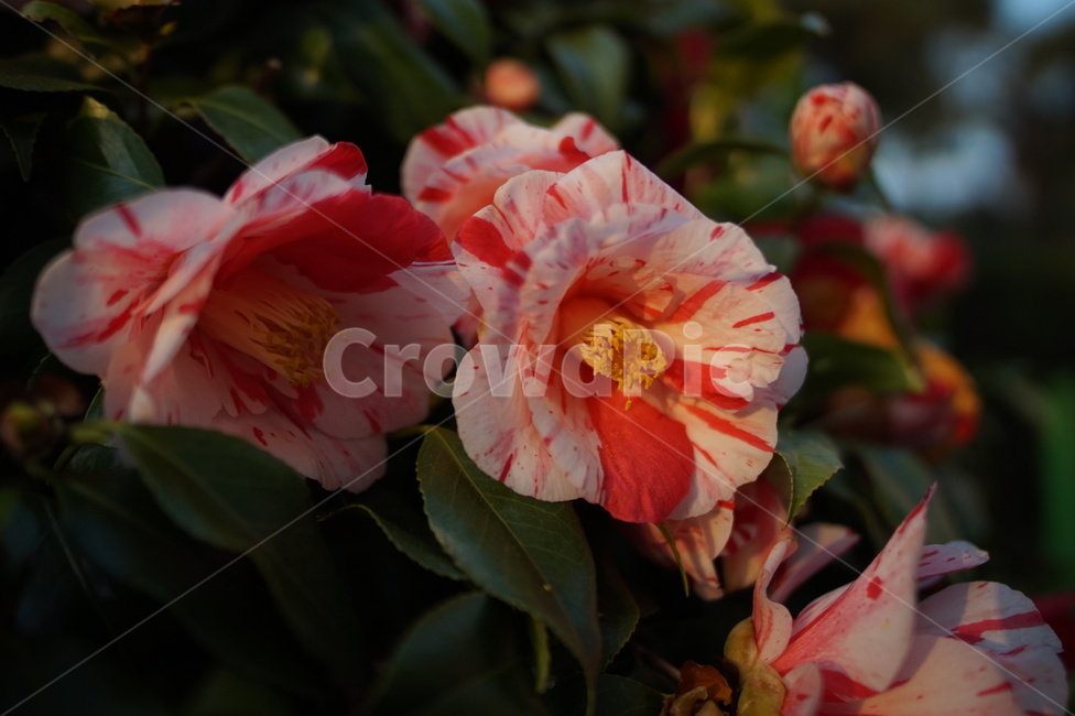꽃,식물,plant,flower,blossom,식물,자연,plants,nature,꽃,flower