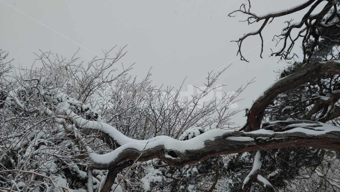 산,설경,풍경,겨울,나무,겨울,계절,winter,season,식물,자연,plants,nature,나무,trees,wood