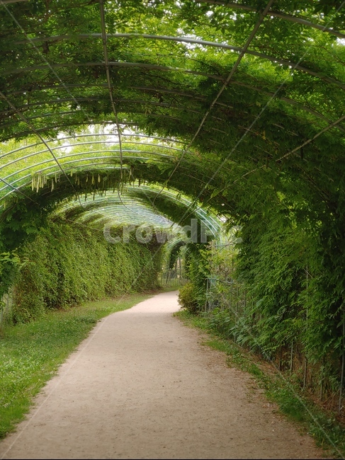 인공숲,터널,식물,초록색,풀,plant,green,tunnel