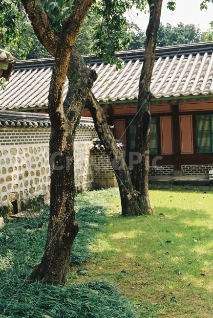 나무,궁궐,필름,필카,감성,종묘,풍경,전통,자연,식물,자연,plants,nature,한국전통,한국문화,korean traditional,korean culture