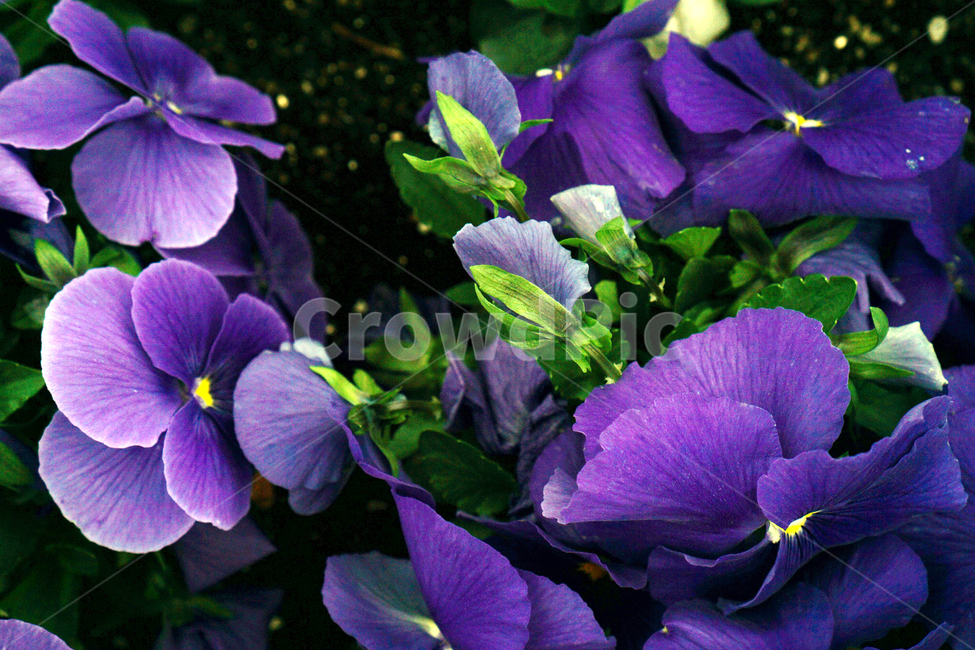 자연,식물,plant,꽃,flower,blossom,geranium,제라늄,iris,아이리스,보라꽃,보라색
