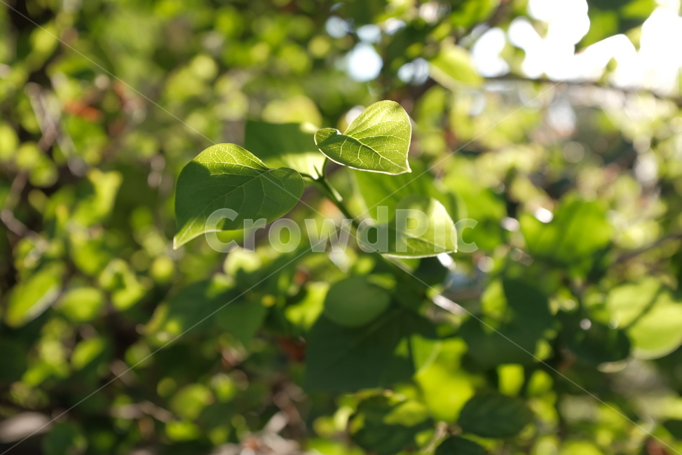 나뭇잎,식물,초록,연두,잎,여름,식물,자연,plants,nature