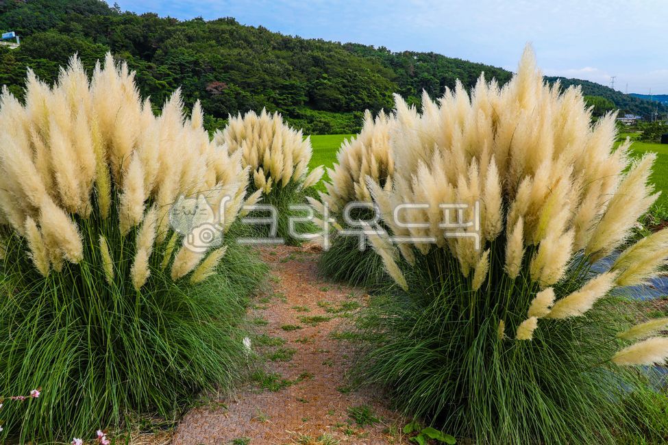 Pampas,pampas grass,giant reed,reed,pampas planting,pampas,pampasgrass,big billion year old,pampas vegetable