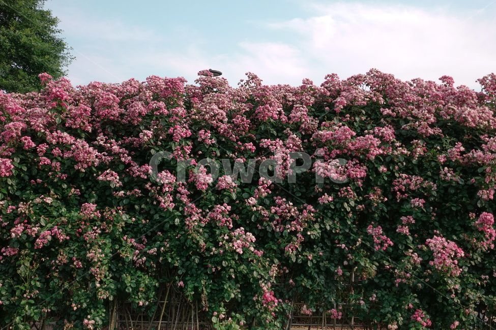 장미,하늘,장미넝쿨,꽃,자연,식물,자연,plants,nature,꽃,flower