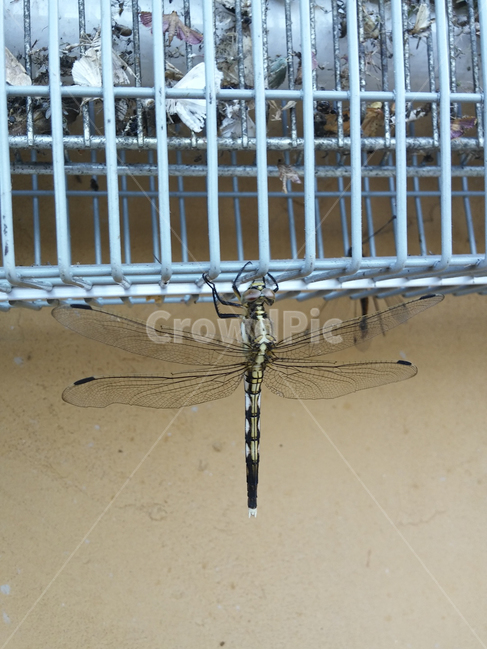 잠자리,가을,먹줄왕잠자리,곤충,왕잠자리,dragonflies
