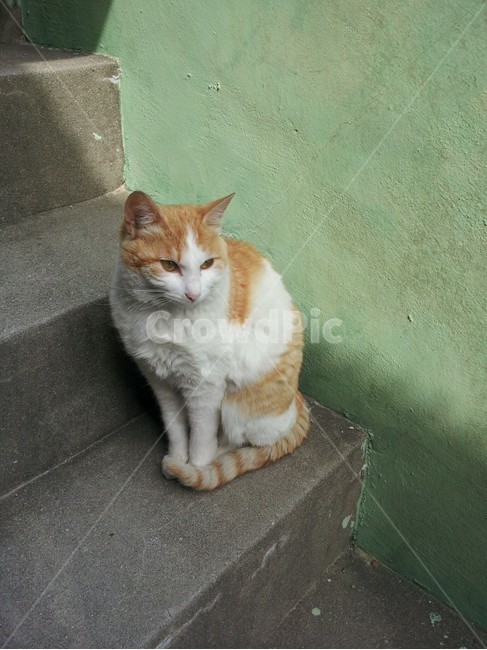 고양이,동물,계단,한마리,실외,동물,animal,포유류,mammal,고양이,cat,kitten,kitty