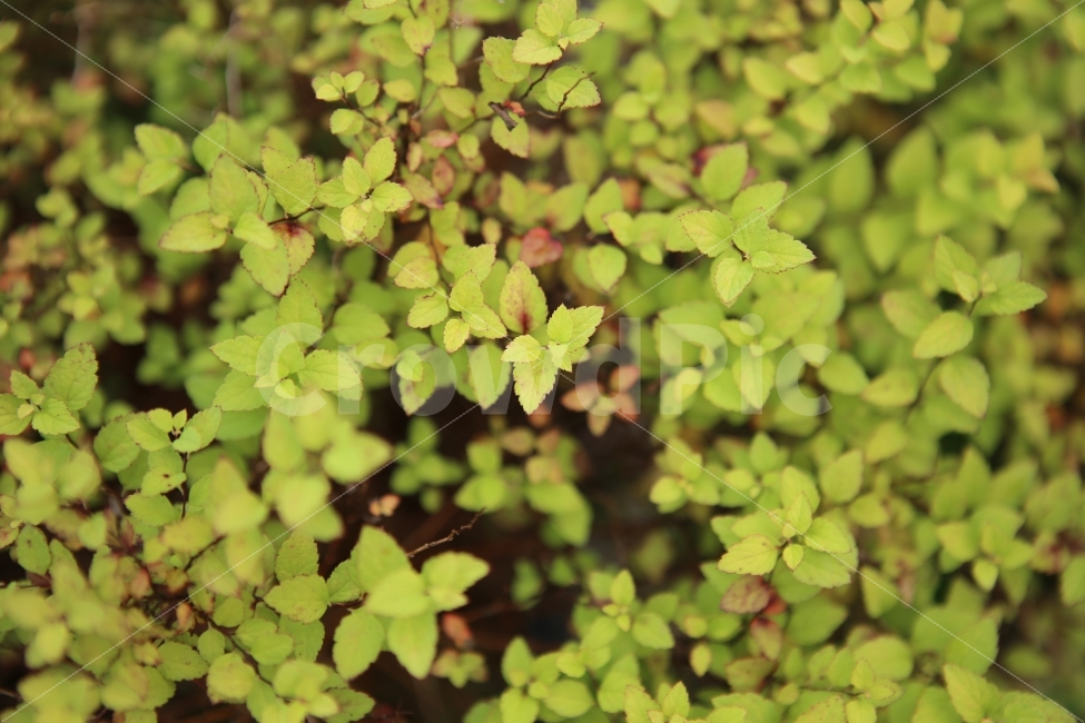 배경,나뭇잎,패턴,초록,반복,식물,자연,plants,nature
