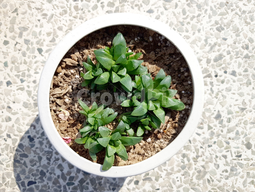 다육이,초록,화분,여름,식물,실내용화초,화분,화초,house plant