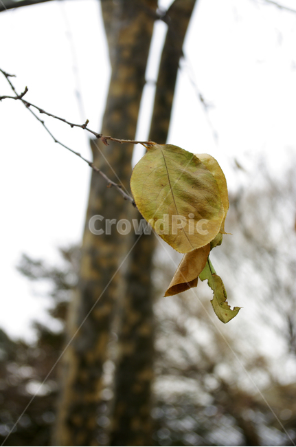 나무,식물,plant,잎,나뭇잎,식물,자연,plants,nature
