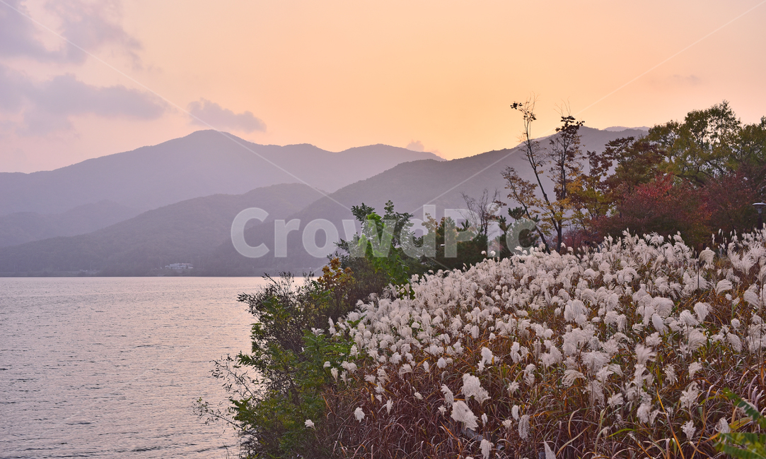 가을,가을배경,억새밭,강물,노을,석양,황혼,해질무렵,해질녘,sunset,water,nature,자연,outdoors,옥외,계절,시즌,season,fall,autumn,식물,야생화,들풀,들꽃,산,호수,자연,풍경,nature,landscape