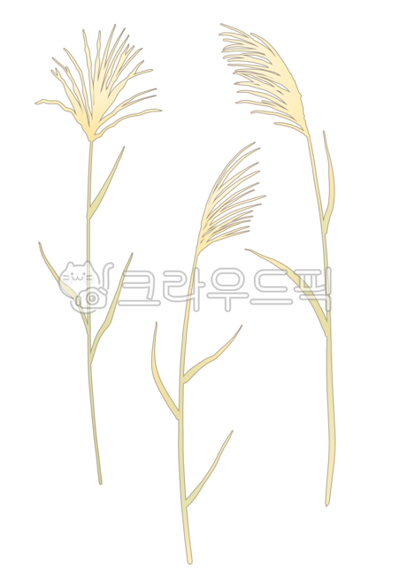 억새,가을억새,갈대,가을,식물,가을식물,일러스트