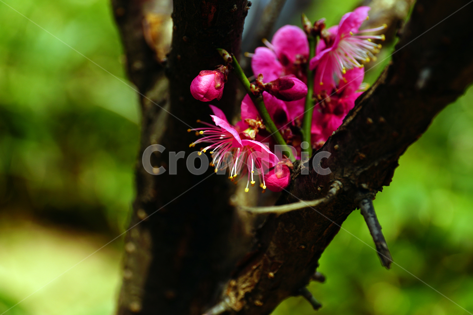 홍매화,한국자연,꽃,꽃사진,플라워,flower,봄,봄꽃,spring,식물,plants,자연,nature,풍경,landscape,계절,season,snap,스냅,접사,macro,closeup,클로즈업,감성사진,감성,힐링,healing,느낌,feel,feeling,꽃밭,화단,나무,나뭇가지,tree,꽃봉오리,4월,April,봄,계절,spring,season,식물,자연,plants,nature,꽃,flower,plant
