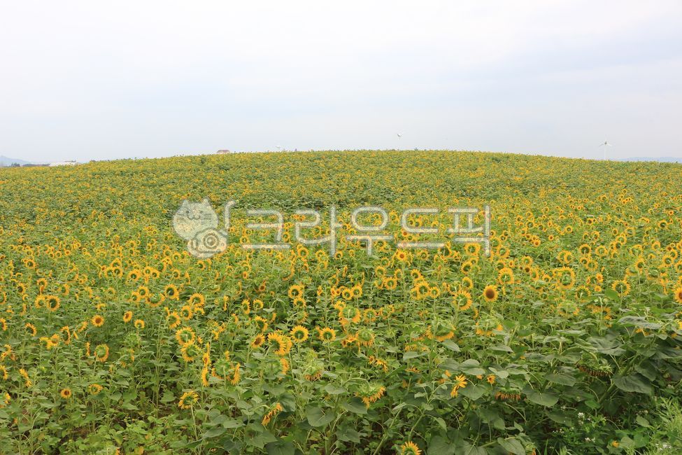 안성팜랜드,안성,팜랜드,풍경,자연,해바라기,식물,꽃
