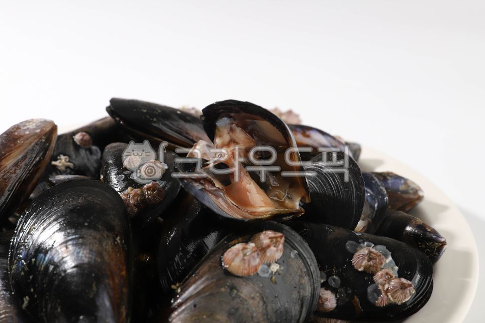 홍합,수산물,바다생물,먹거리,조개,음식,식재료,요리,food,cook,meal,dishes,food reserves,수산물,해산물,fishery products,seafood