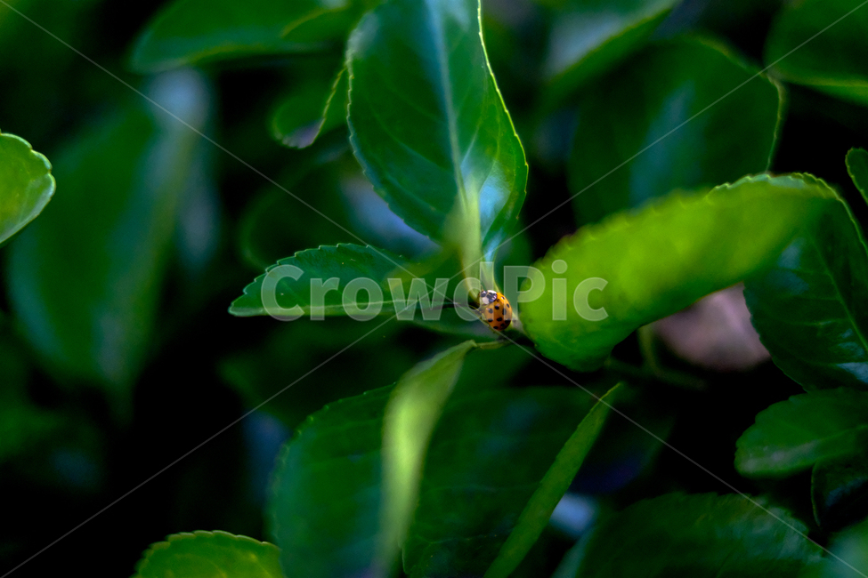 무당벌레,ladybug,나뭇잎,leaf,yellowbug,식물,자연,plants,nature,동물,animal,곤충,벌레,insect,bug