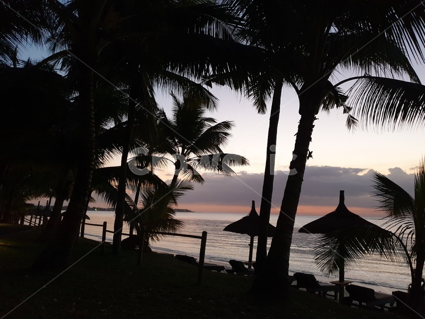 summer,여름,tropical,석양,sunset