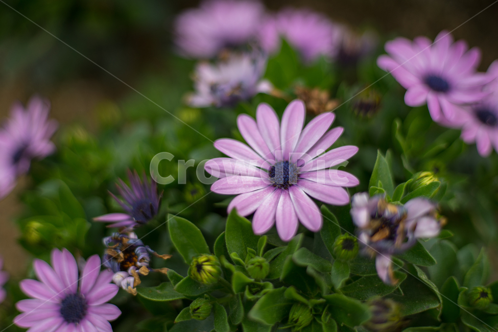 오스테오스펠뭄,봄,꽃,자연,식물,근접,봄꽃,식물,자연,plants,nature,꽃,flower
