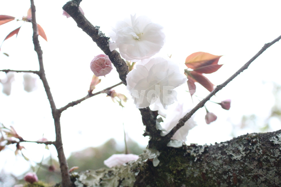 plant,식물,cherryblossoms,벚꽃,일본,일본벚꽃
