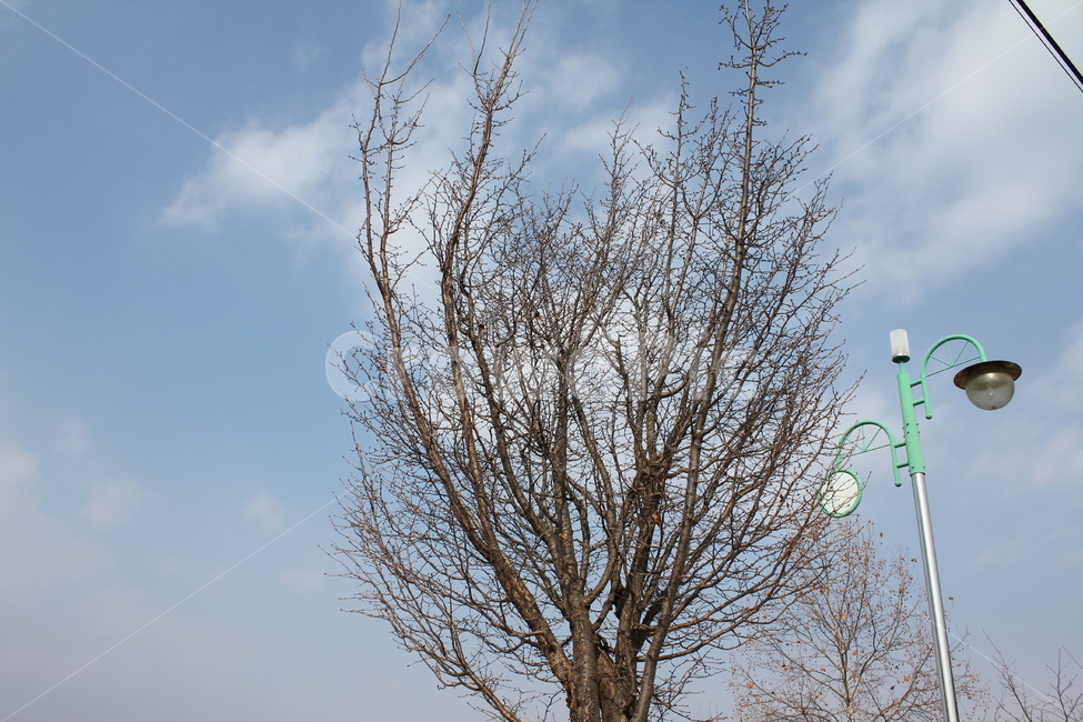 하늘,구름,가로등,풍경,경치,자연,나무,겨울,계절,winter,season,식물,자연,plants,nature,나무,trees,wood