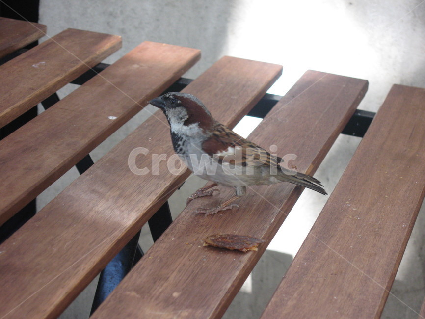참새,동물,새,자연,bird,sparrow,nature,animal,동물,animal,조류,새,birds