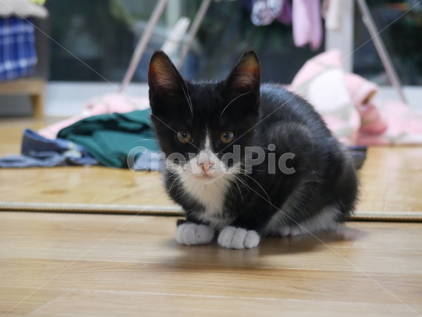 고양이,아기고양이,animal,pet,cat,동물,반려동물,애완동물,동물,animal,포유류,mammal,고양이,cat,kitten,kitty