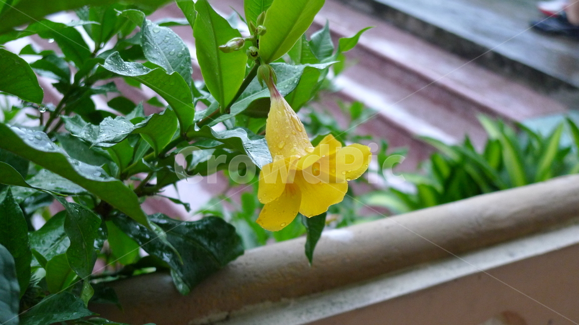 노란색,꽃,비온후,노란색꽃,비,식물,blossom,plant,flower,식물,자연,plants,nature,꽃,flower