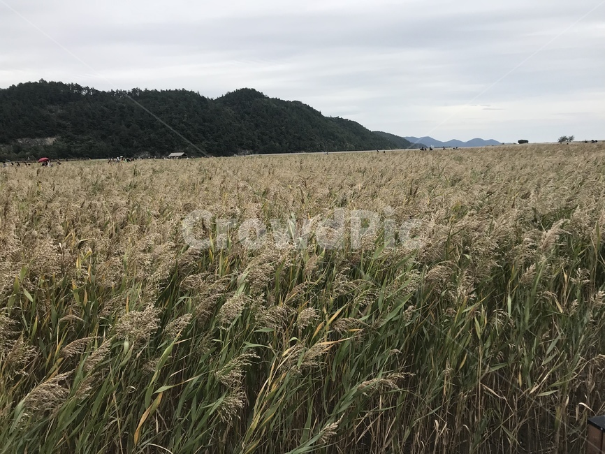 순천,갈대밭,순천만,갈대,가을,fall,autumn,reed