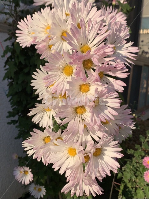 plant,식물,화분,꽃,가을,우선국,식물,자연,plants,nature,꽃,flower