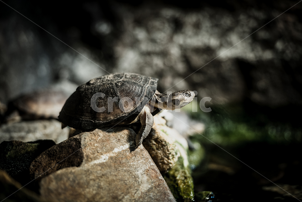 animal,동물,터틀,turtle,sealife,해양생물,거북이,파충류,양서류,reptile,amphibian