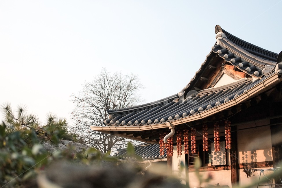 한옥마을,가을,곶감,감말리기,한옥,가을,계절,fall,autumn,season,한국전통,한국문화,korean traditional,korean culture,건축물,건물외관,exterior,building,structure,architecture,construction,건물,temple,신전