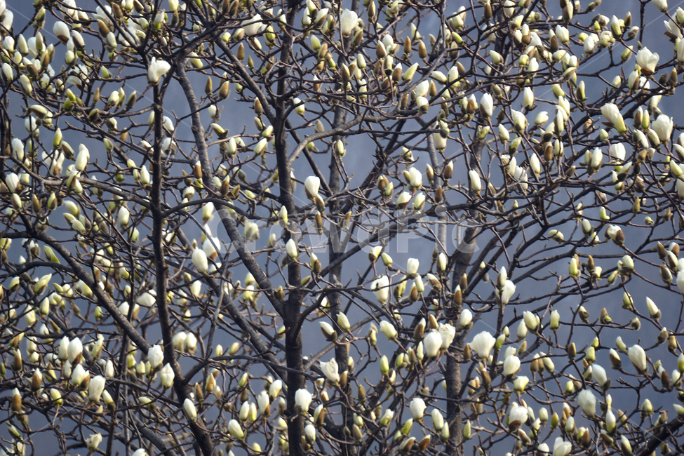 산슈유,봄,노랑,축제감성,목련,봄,계절,spring,season,식물,자연,plants,nature,꽃,flower