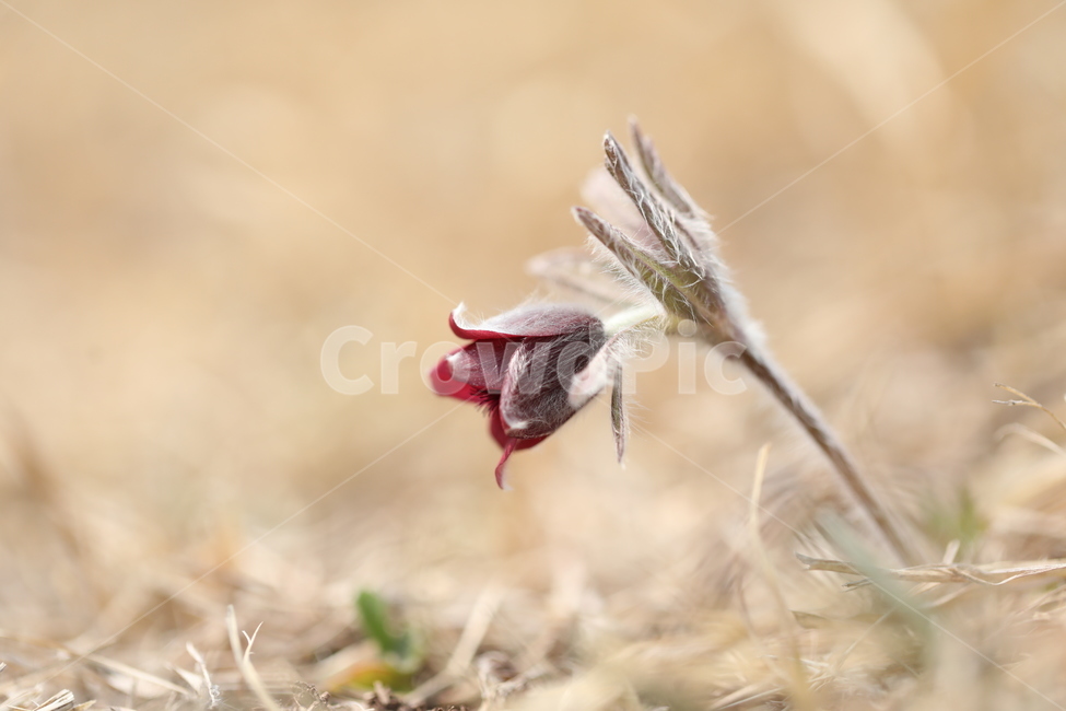 꽃,할미꽃,봄,봄꽃,자연,pasqueflower,nature,spring,식물,자연,plants,nature,꽃,flower