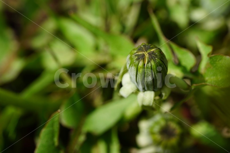 봄,꽃,자연,식물,플라워,spring,flower,nature,plants,민들레,이파리,꽃봉오리,접사,macro,클로즈업,closeup,tree,숲,숲속,산림,삼림,조경,봄꽃,감성,힐링,풍경,landscape,식물,자연,plants,nature,꽃,flower
